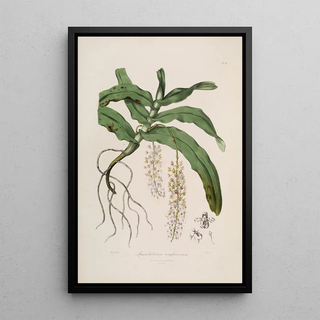 John Lindley - Sertum orchidaceum A wreath of the most beautiful orchidaceous flowers Pl32.webp