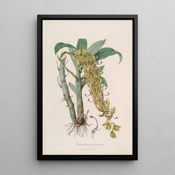 John Lindley - Sertum orchidaceum A wreath of the most beautiful orchidaceous flowers Pl33.webp