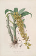 Sertum orchidaceum En krans av de vackraste orkidéblommor Pl33 - John Lindley — vy av konstverket