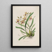 Sertum orchidaceum En krans av de vackraste orkidéblommor Pl34 - John Lindley — inramlat konstverk på väggen