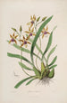 Sertum orchidaceum En krans av de vackraste orkidéblommor Pl34 - John Lindley — vy av konstverket