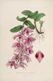 Sertum orchidaceum En krans av de vackraste orkidéblommor Pl35 - John Lindley — vy av konstverket