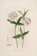 Sertum orchidaceum En krans av de vackraste orkidéblommor Pl36 - John Lindley — vy av konstverket