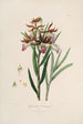 Sertum orchidaceum En krans av de vackraste orkidéblommor Pl37 - John Lindley — vy av konstverket