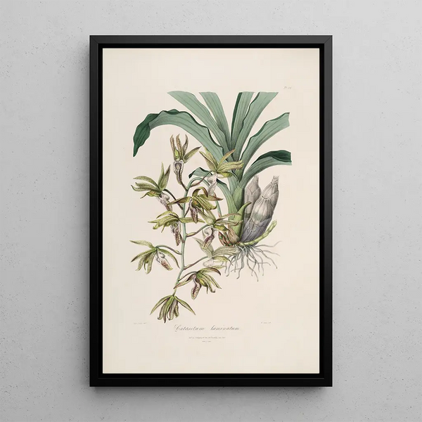 John Lindley - Sertum orchidaceum A wreath of the most beautiful orchidaceous flowers Pl38.webp