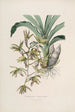 Sertum orchidaceum En krans av de vackraste orkidéblommor Pl38 - John Lindley — vy av konstverket