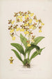 Sertum orchidaceum En krans av de vackraste orkidéblommor Pl39 - John Lindley — vy av konstverket