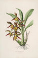 Sertum orchidaceum En krans av de vackraste orkidéblommorna Pl41 - John Lindley — vy av konstverket