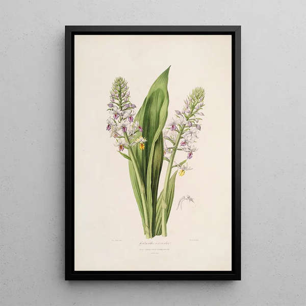 John Lindley - Sertum orchidaceum A wreath of the most beautiful orchidaceous flowers Pl42.webp