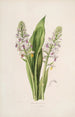 Sertum orchidaceum En krans av de vackraste orkidéblommor Pl42 - John Lindley — vy av konstverket
