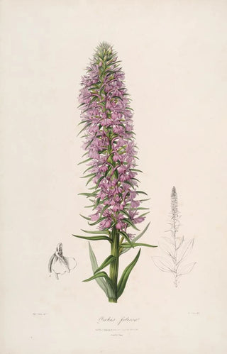 John Lindley - Sertum orchidaceum A wreath of the most beautiful orchidaceous flowers Pl44.webp