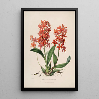 John Lindley - Sertum orchidaceum A wreath of the most beautiful orchidaceous flowers Pl45.webp