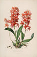 Sertum orchidaceum En krans av de vackraste orkidéblommor Pl45 - John Lindley — vy av konstverket