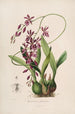 Sertum orchidaceum En krans av de vackraste orkidéblommor Pl46 - John Lindley — vy av konstverket