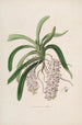 Sertum orchidaceum En krans av de vackraste orkidéblommor Pl47 - John Lindley — vy av konstverket