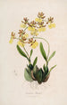 Sertum orchidaceum En krans av de vackraste orkidéblommor Pl48 - John Lindley — vy av konstverket