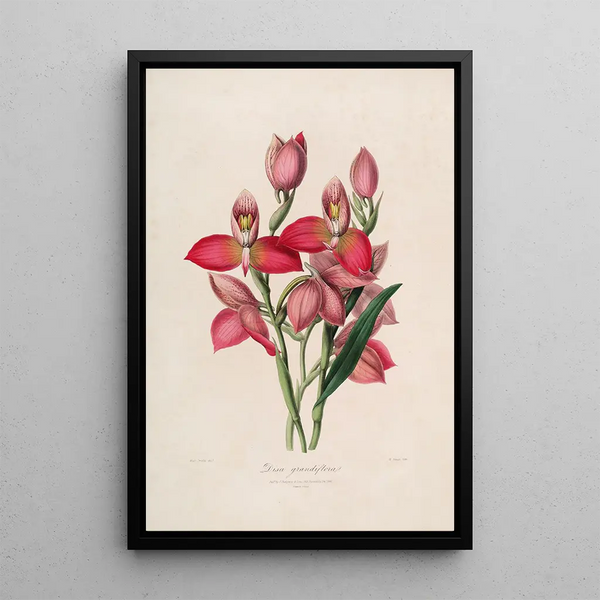 John Lindley - Sertum orchidaceum A wreath of the most beautiful orchidaceous flowers Pl49.webp