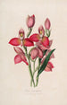 Sertum orchidaceum En krans av de vackraste orkidéblommor Pl49 - John Lindley — vy av konstverket