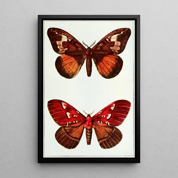 John Merton Aldrich - Moths.webp