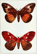 Papillons de nuit - John Merton Aldrich — vy av konstverket