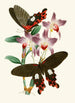 Le cabinet d'entomologie orientale Pl III - John Obadiah Westwood — vy av konstverket