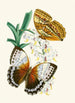 Le cabinet d'entomologie orientale Pl V - John Obadiah Westwood — vy av konstverket