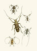Le cabinet d'entomologie orientale Pl VI - John Obadiah Westwood — vy av konstverket