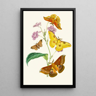 John Obadiah Westwood - The cabinet of oriental entomology Pl XIII.webp