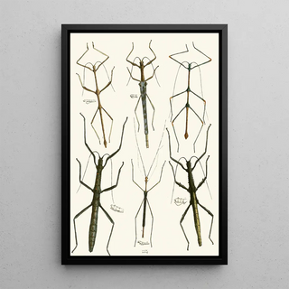 John Obadiah Westwood - The cabinet of oriental entomology Pl XL.webp