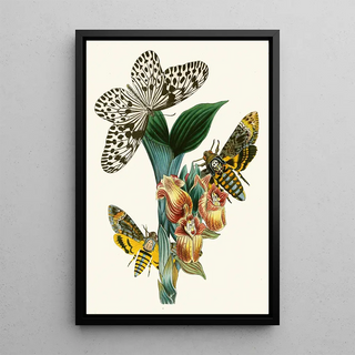 John Obadiah Westwood - The cabinet of oriental entomology Pl XLI.webp