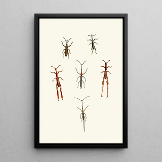John Obadiah Westwood - The cabinet of oriental entomology Pl XVI.webp