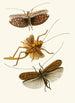 Le cabinet d'entomologie orientale Pl XVII - John Obadiah Westwood — vy av konstverket