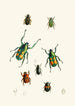 Le cabinet d'entomologie orientale Pl XVIII - John Obadiah Westwood — vy av konstverket