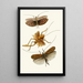 Le cabinet d'entomologie orientale Pl XVII - John Obadiah Westwood — inramlat konstverk på väggen