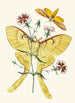 Le cabinet d'entomologie orientale Pl XXIII - John Obadiah Westwood — vy av konstverket