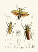 Le cabinet d'entomologie orientale Pl XXIV - John Obadiah Westwood — vy av konstverket
