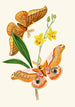 Le cabinet d'entomologie orientale Pl XXI - John Obadiah Westwood — vy av konstverket