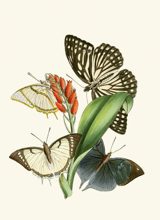 John Obadiah Westwood - The cabinet of oriental entomology Pl XXVIII.webp