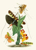 Le cabinet d'entomologie orientale Pl XXVI - John Obadiah Westwood — vy av konstverket