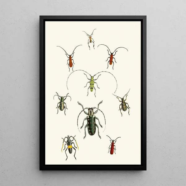 John Obadiah Westwood - The cabinet of oriental entomology Pl XXX.webp