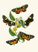 Le cabinet d'entomologie orientale Pl XXXIV - John Obadiah Westwood — vy av konstverket