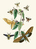 Le cabinet d'entomologie orientale Pl XXXI - John Obadiah Westwood — vy av konstverket