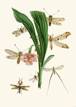 John Obadiah Westwood - The cabinet of oriental entomology Pl XXXV.webp