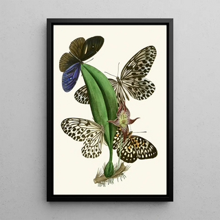 John Obadiah Westwood - The cabinet of oriental entomology Pl XXXVIII.webp
