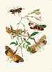 Le cabinet d'entomologie orientale Pl XXXVII - John Obadiah Westwood — vy av konstverket