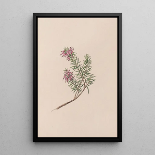 John Stevens Henslow - Dwarf Heath.webp