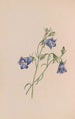 Immortelle - John Stevens Henslow — vy av konstverket