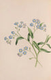 Herbe - John Stevens Henslow — vy av konstverket