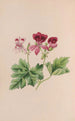 Campanule - John Stevens Henslow — vy av konstverket