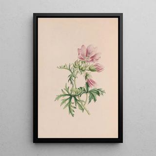 John Stevens Henslow - Small Blndweed Or Field Convolvulus.webp